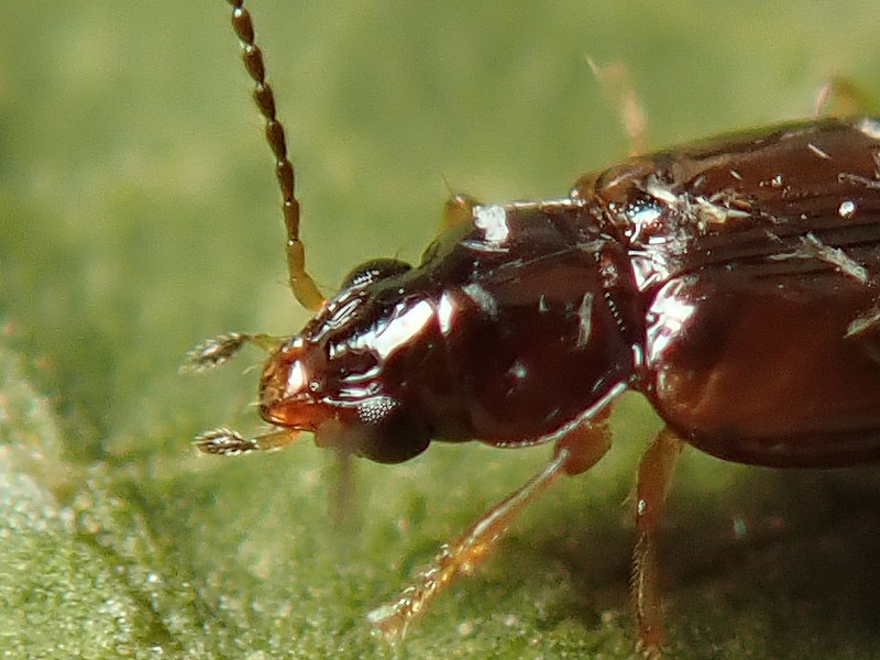 Carabidae: Porotachys bisulcatus ?? no, Sphaerotachys hoemorrhoidalis